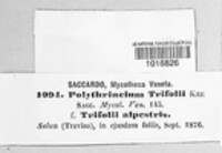 Polythrincium trifolii image